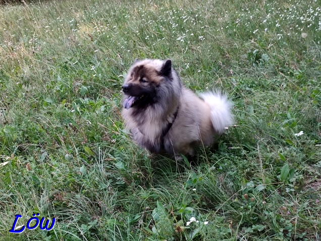 14.7.2024 - Dwix im Wiesenmeer